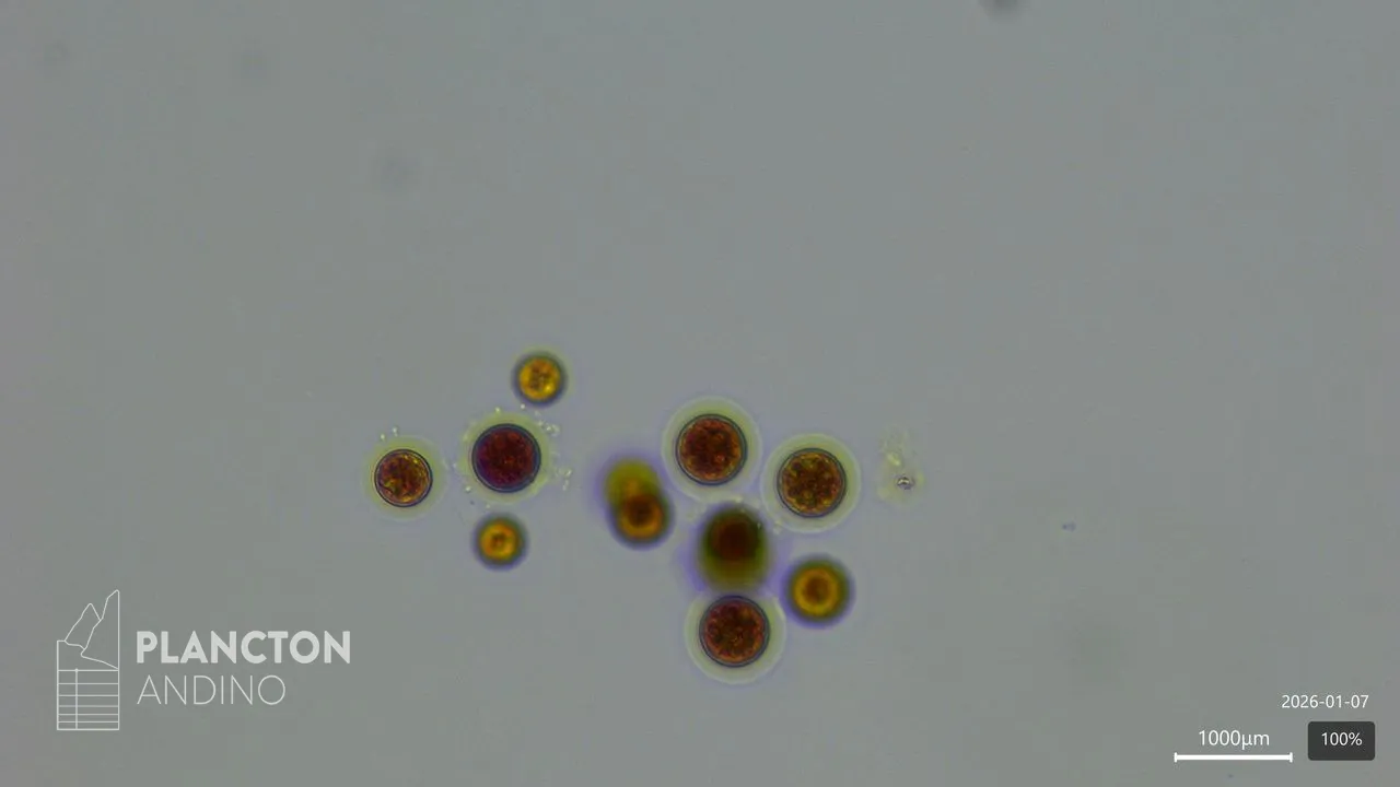 Haematococcus - Imagen 3