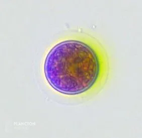 Haematococcus - Imagen 2