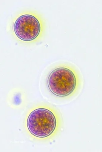 Imagen de la especie