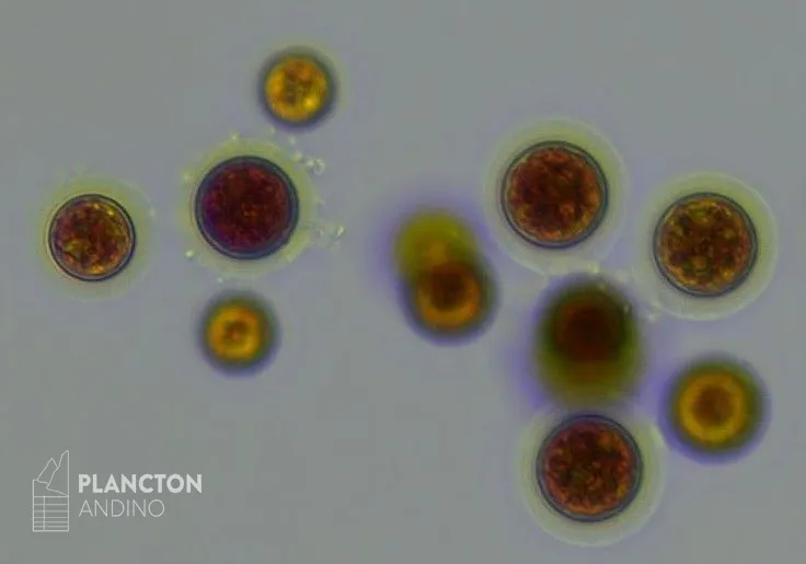 Haematococcus - Imagen 3