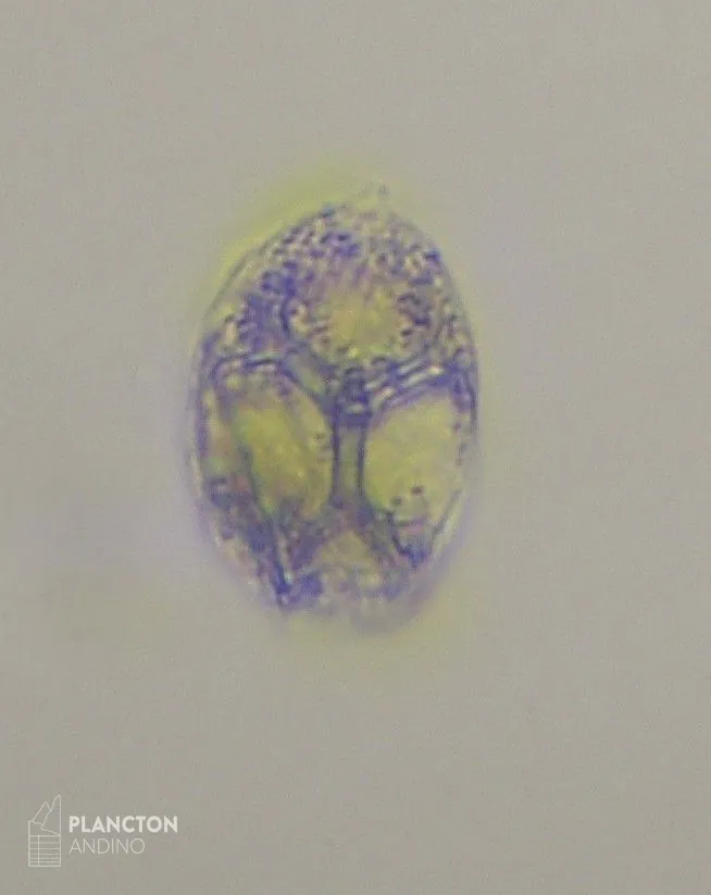 Ebria tripartita - Imagen 2