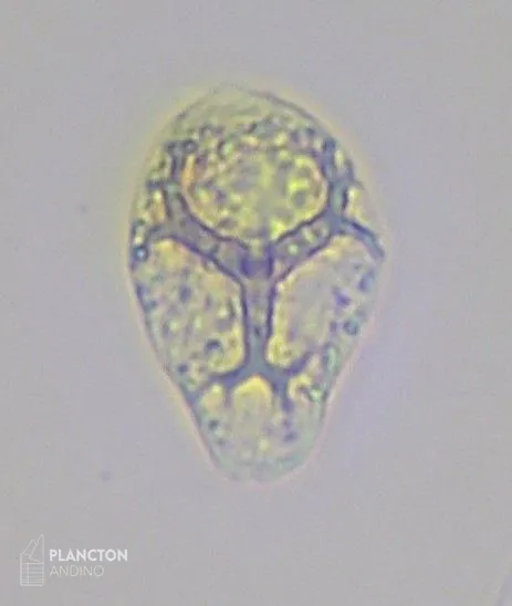 Ebria tripartita - Imagen 1