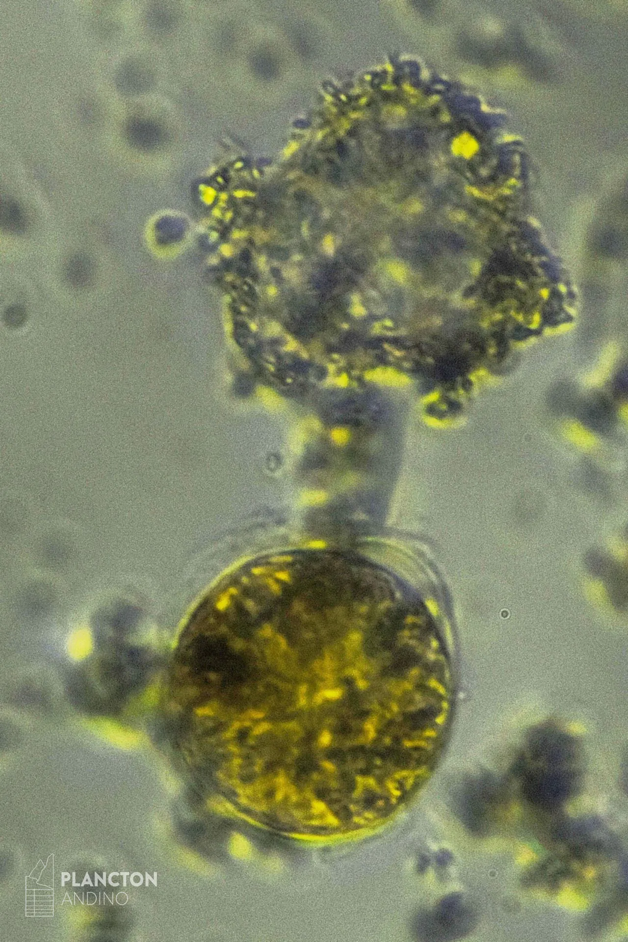 Imagen sin clasificar - Imagen 1