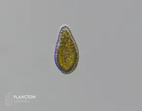 Chattonella marina - Imagen 4