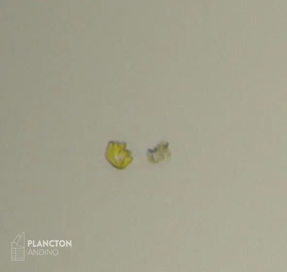 Heterosigma - Imagen 2