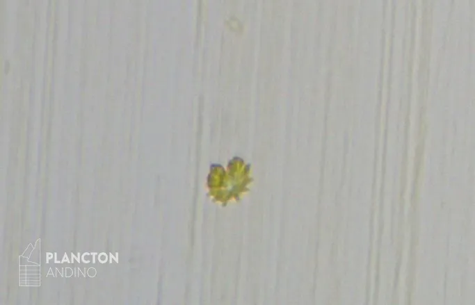 Heterosigma - Imagen 1