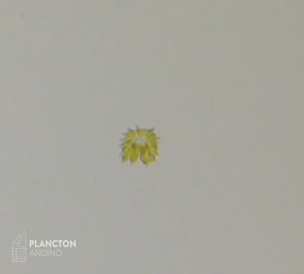 Heterosigma - Imagen 3