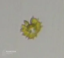 Heterosigma - Imagen 4