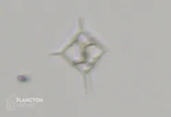 Dictyocha fibula - Imagen 3