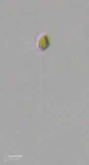 Chrysochromulina