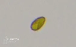 Dictyochophyceae - Imagen 1