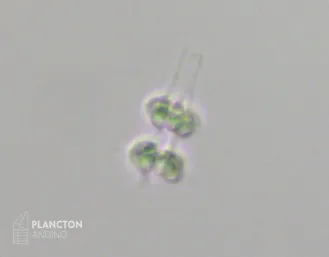 Dactyliosolen mediterraneus - Imagen 2