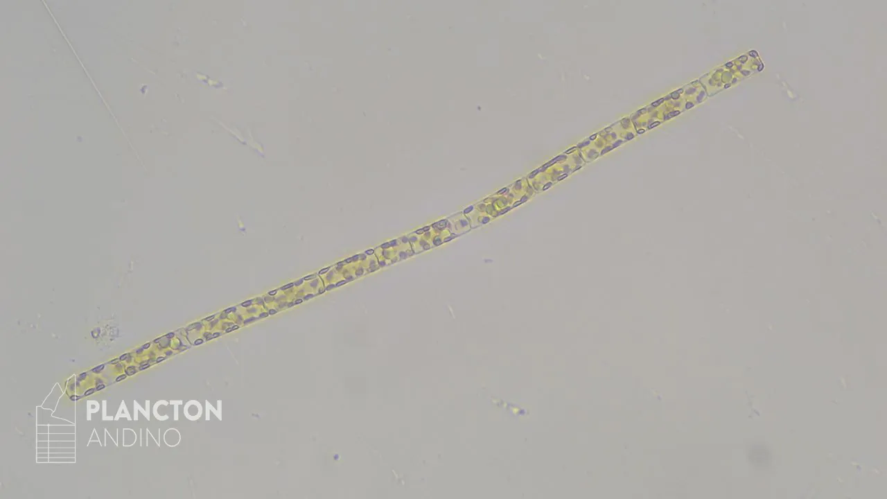 Leptocylindrus danicus - Imagen 4