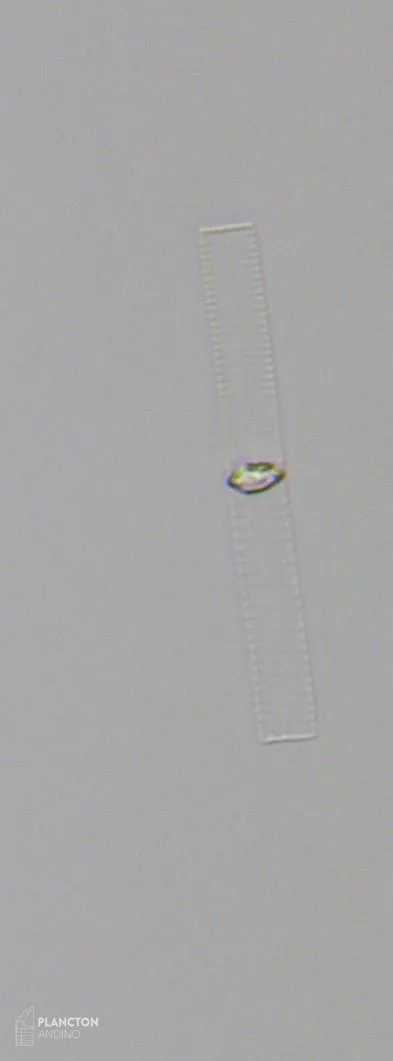 Dactyliosolen blavyanus - Imagen 1