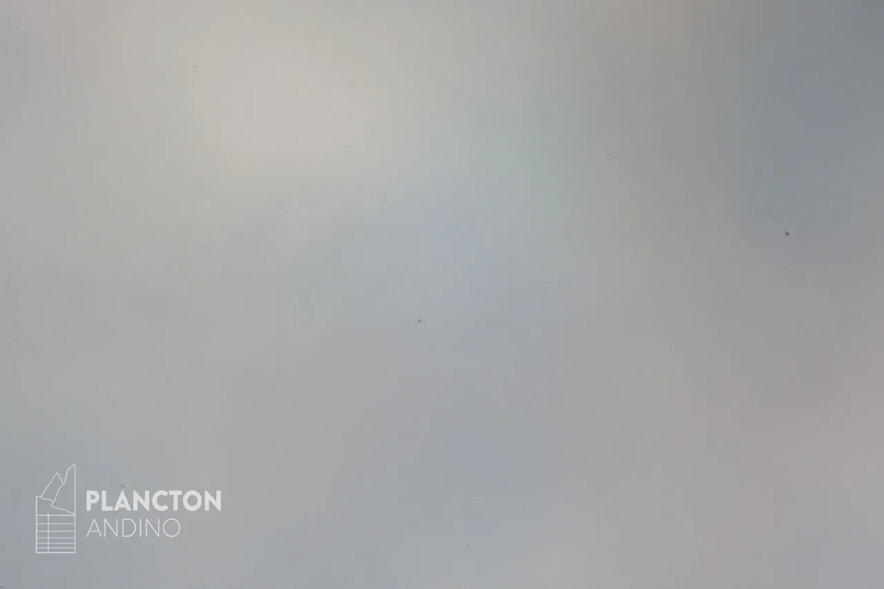 Flagelado - Imagen 1