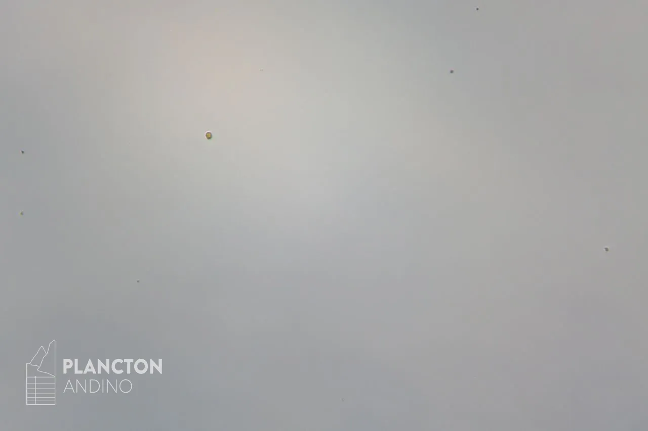 Flagelado - Imagen 2