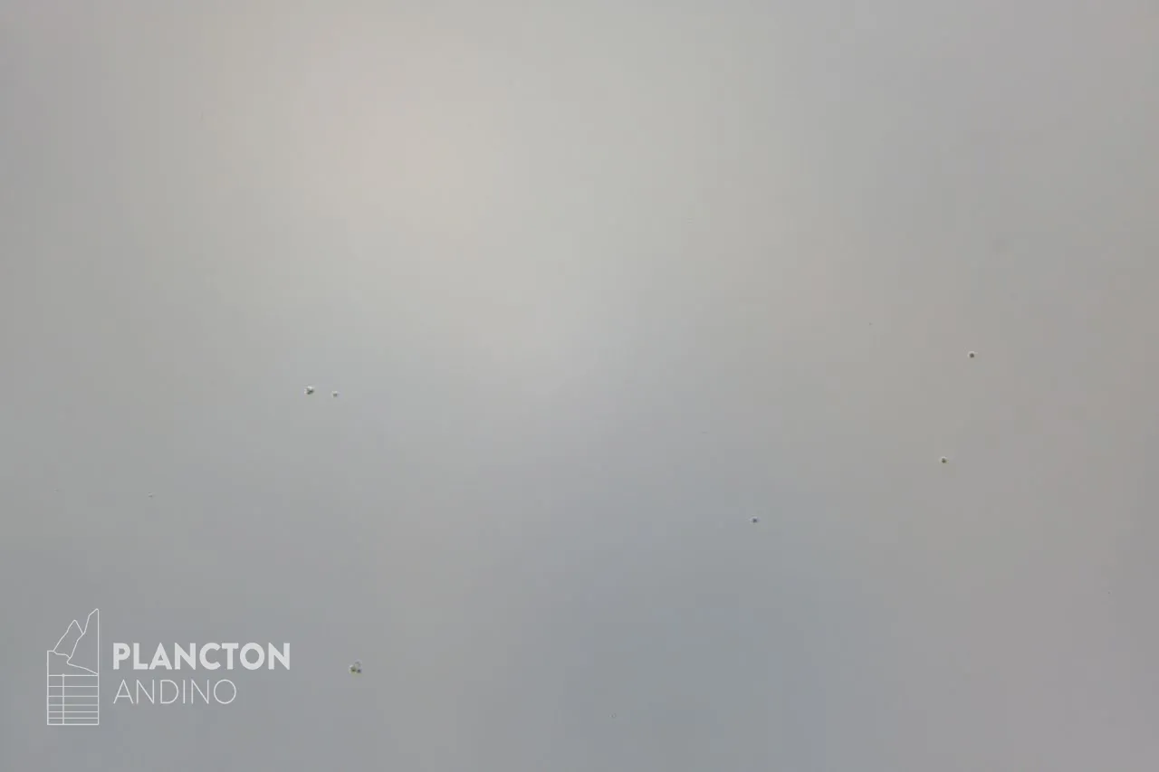 Flagelado - Imagen 3