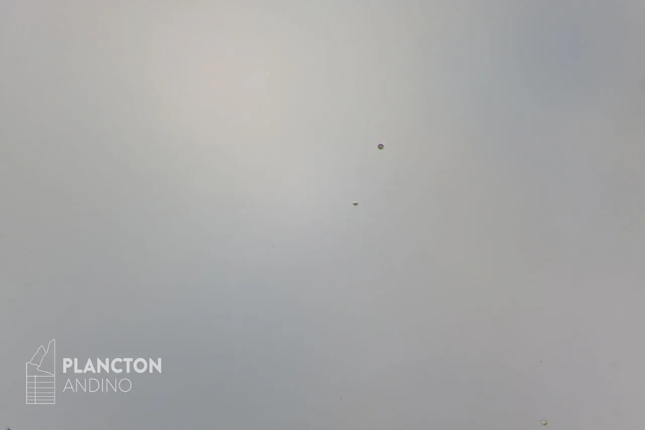 Flagelado - Imagen 4