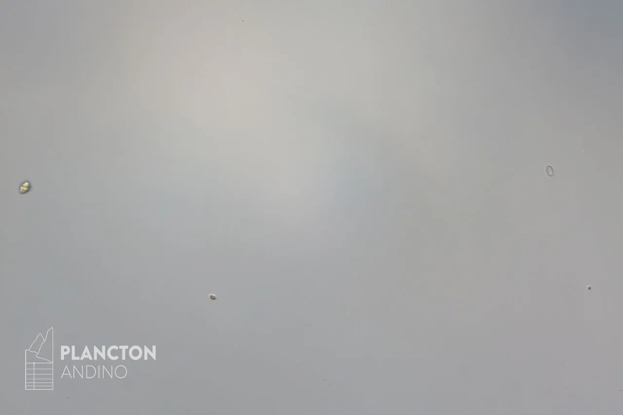 Dinophyceae - Imagen 2