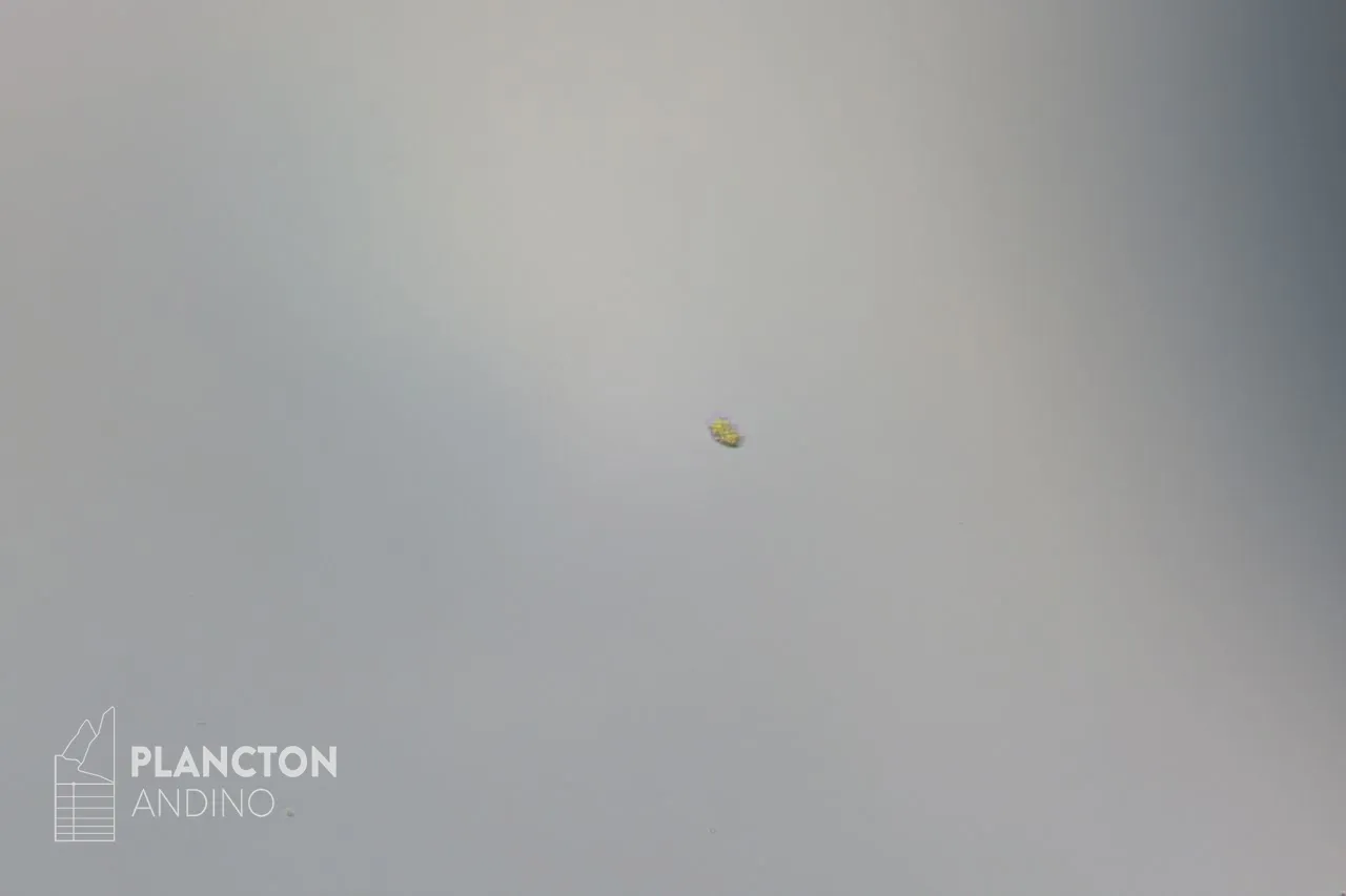 Imagen sin clasificar - Imagen 1