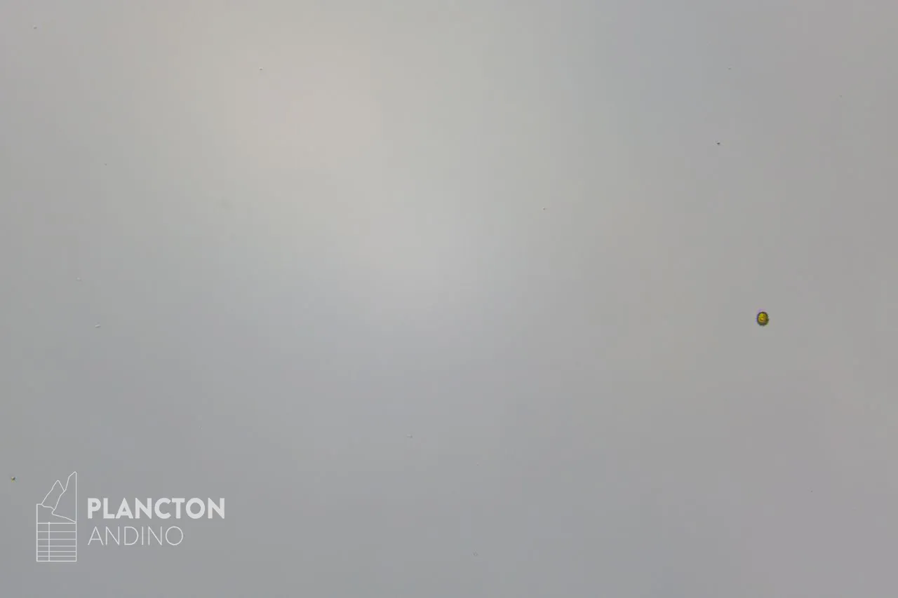 Dictyochophyceae - Imagen 2