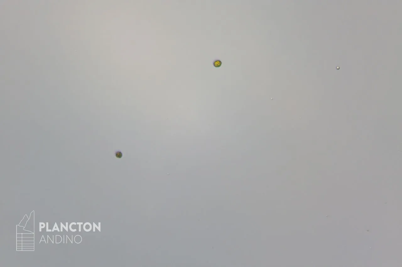 Dictyochophyceae - Imagen 3