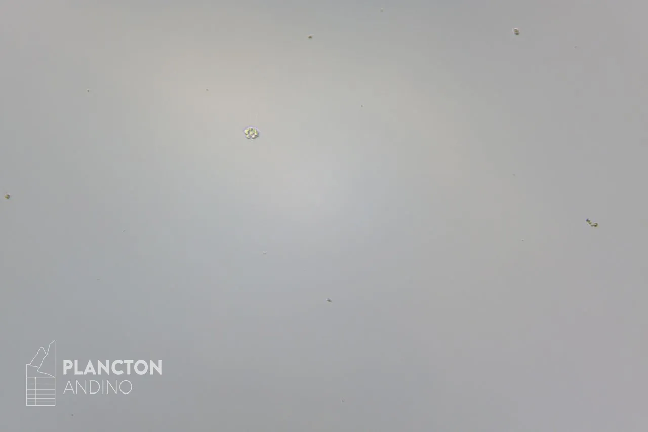 Dactyliosolen mediterraneus