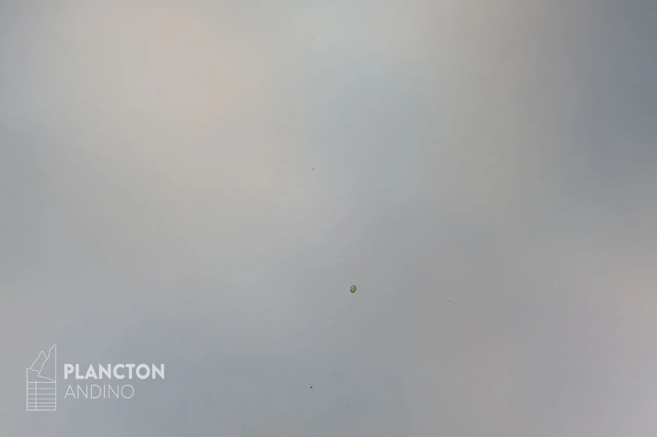 Dinophyceae - Imagen 3