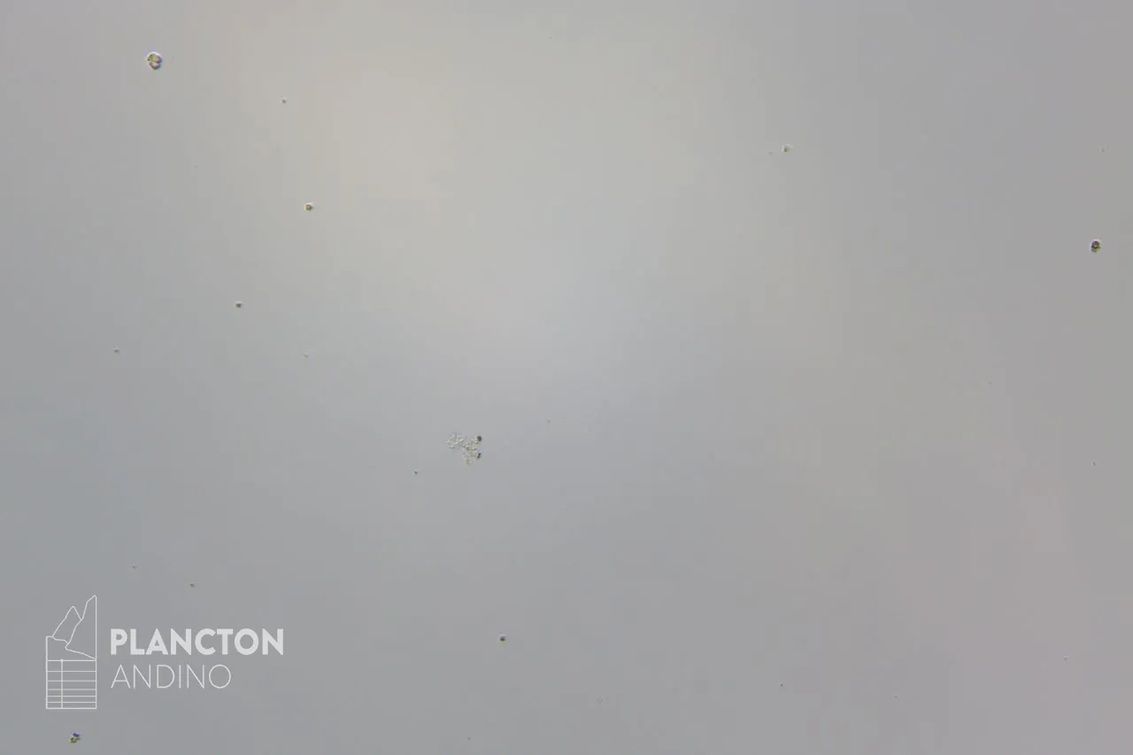 Dinophyceae - Imagen 4