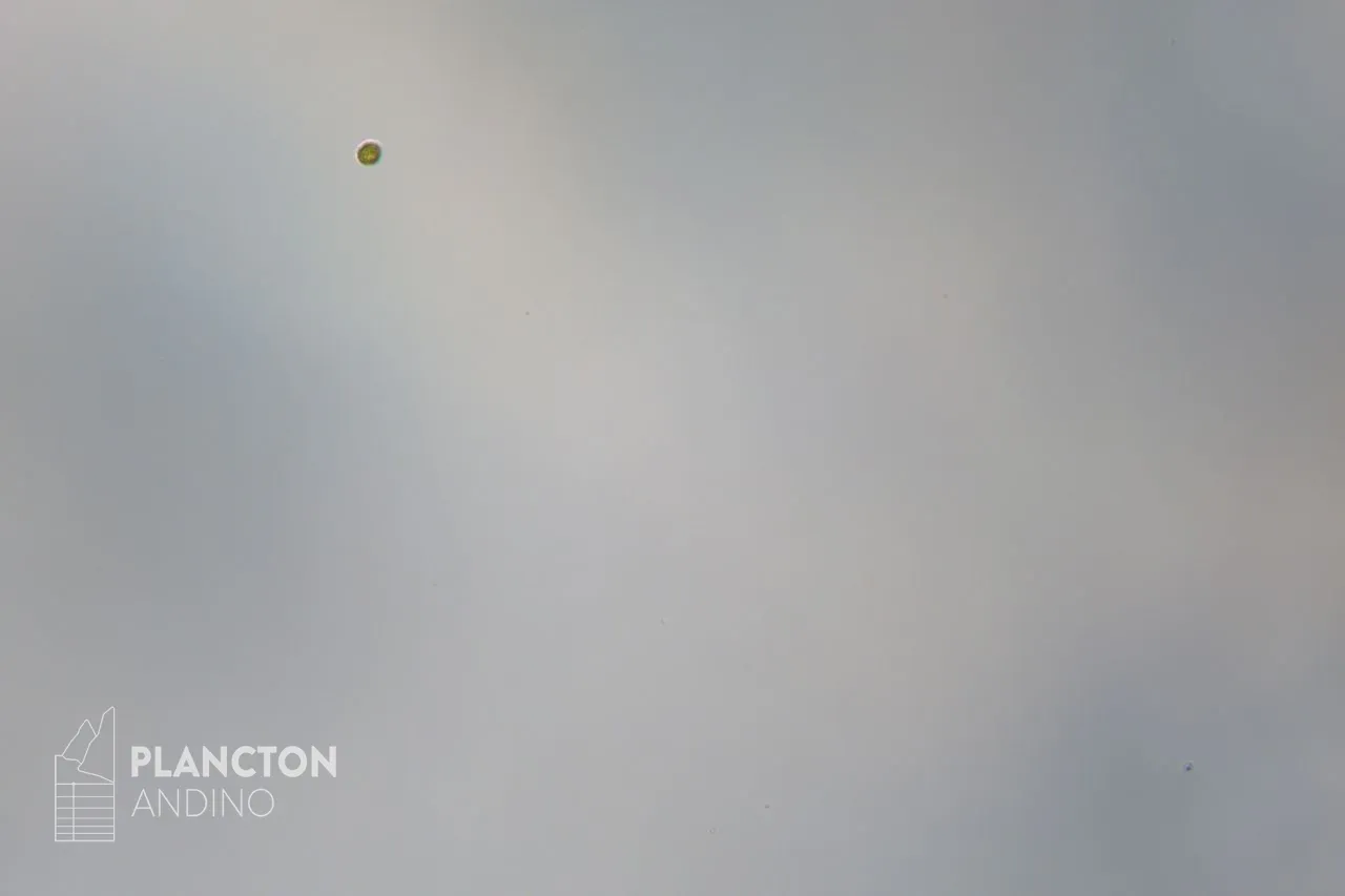 Dictyochophyceae - Imagen 4