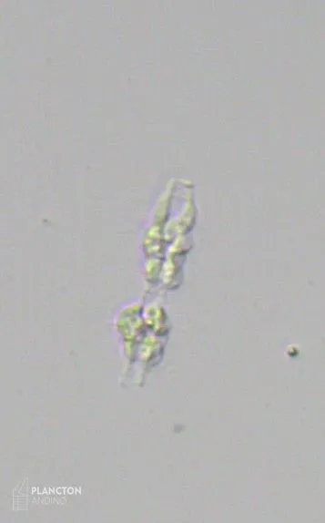 Dactyliosolen mediterraneus - Imagen 3