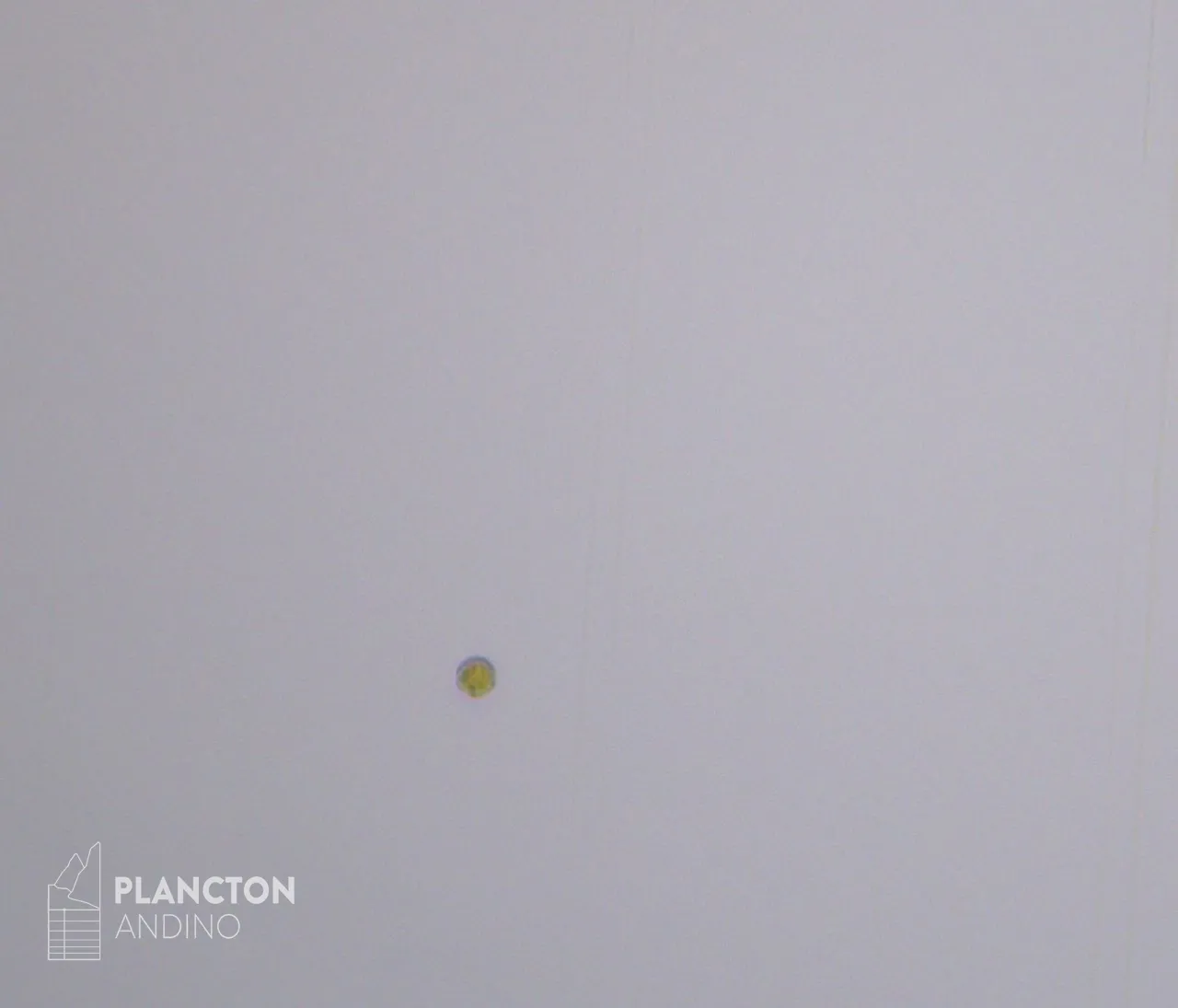 Imagen de la especie