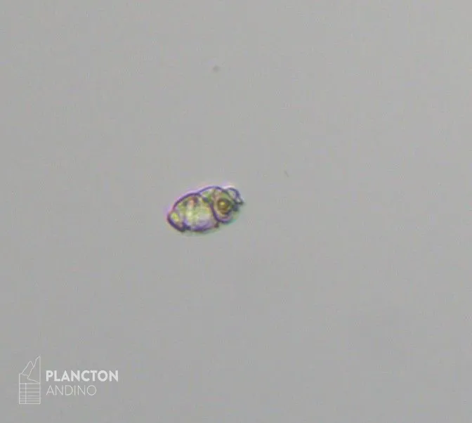 Cochlodinium - Imagen 4