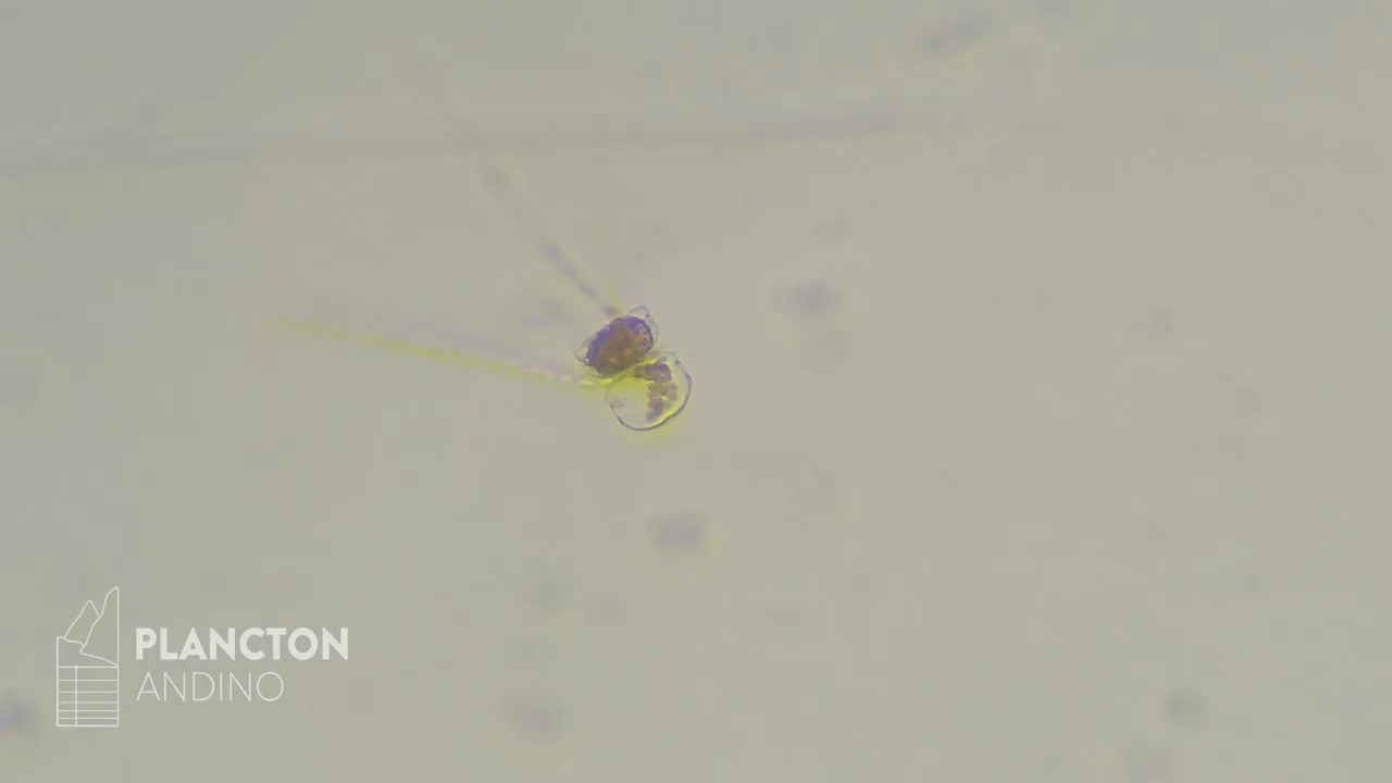 Chaetoceros criophilus - Imagen 4