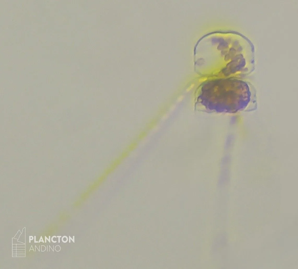 Chaetoceros criophilus - Imagen 4