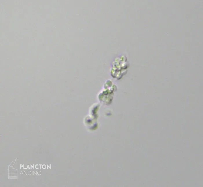 Dactyliosolen mediterraneus - Imagen 4