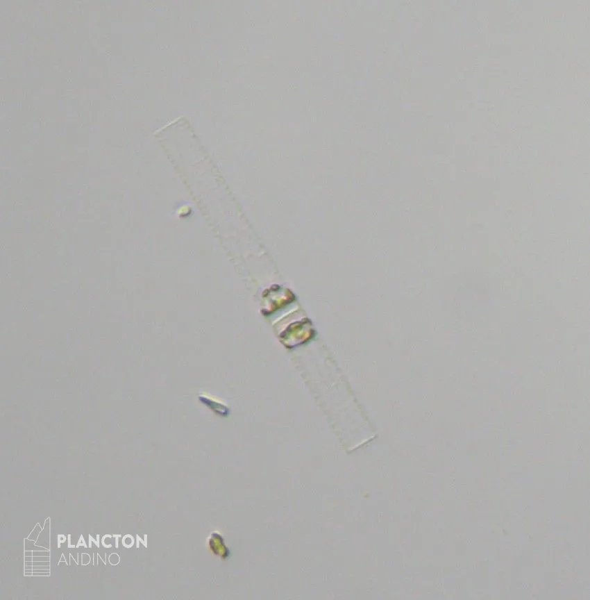 Dactyliosolen blavyanus - Imagen 3