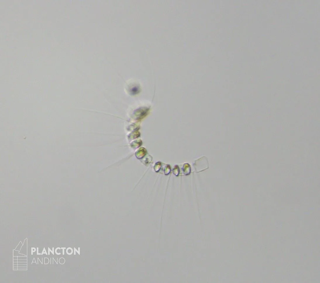 Chaetoceros curvisetus