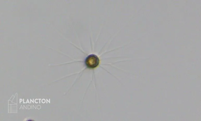 Bacteriastrum - Imagen 3