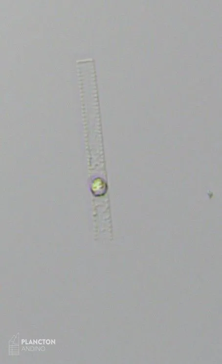 Dactyliosolen blavyanus - Imagen 4