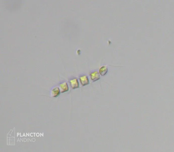 Chaetoceros - Imagen 2