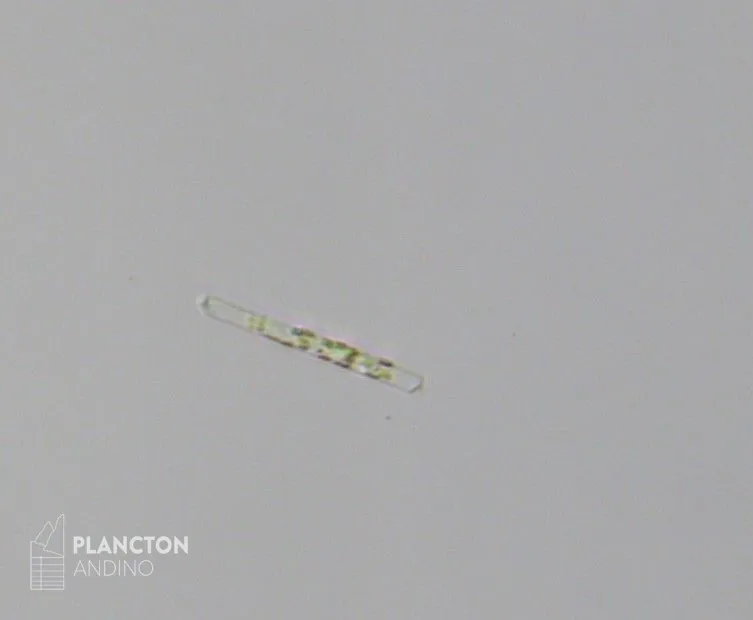 Dactyliosolen fragilissimus - Imagen 1