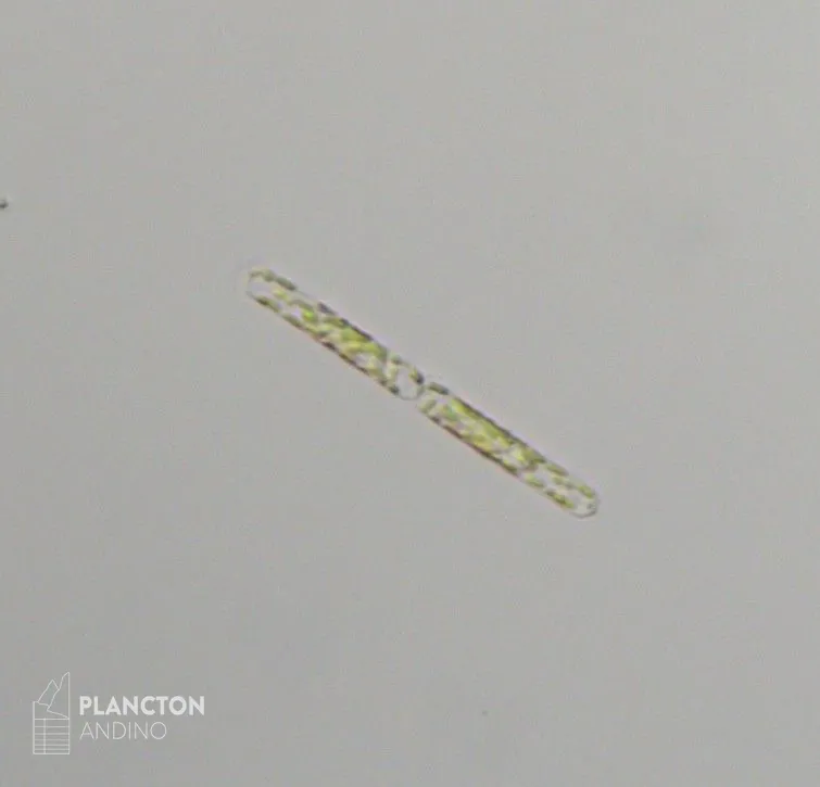 Dactyliosolen fragilissimus - Imagen 2