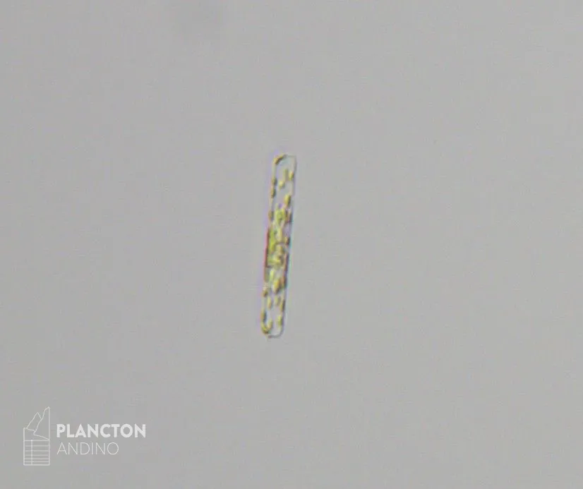 Dactyliosolen fragilissimus - Imagen 3