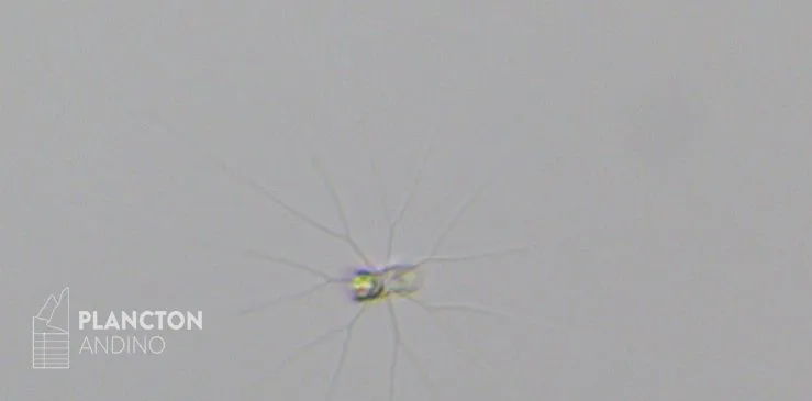 Bacteriastrum - Imagen 4