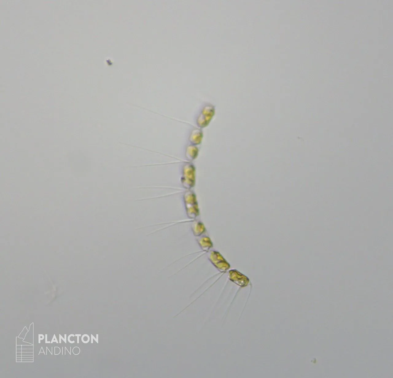 Chaetoceros curvisetus - Imagen 2