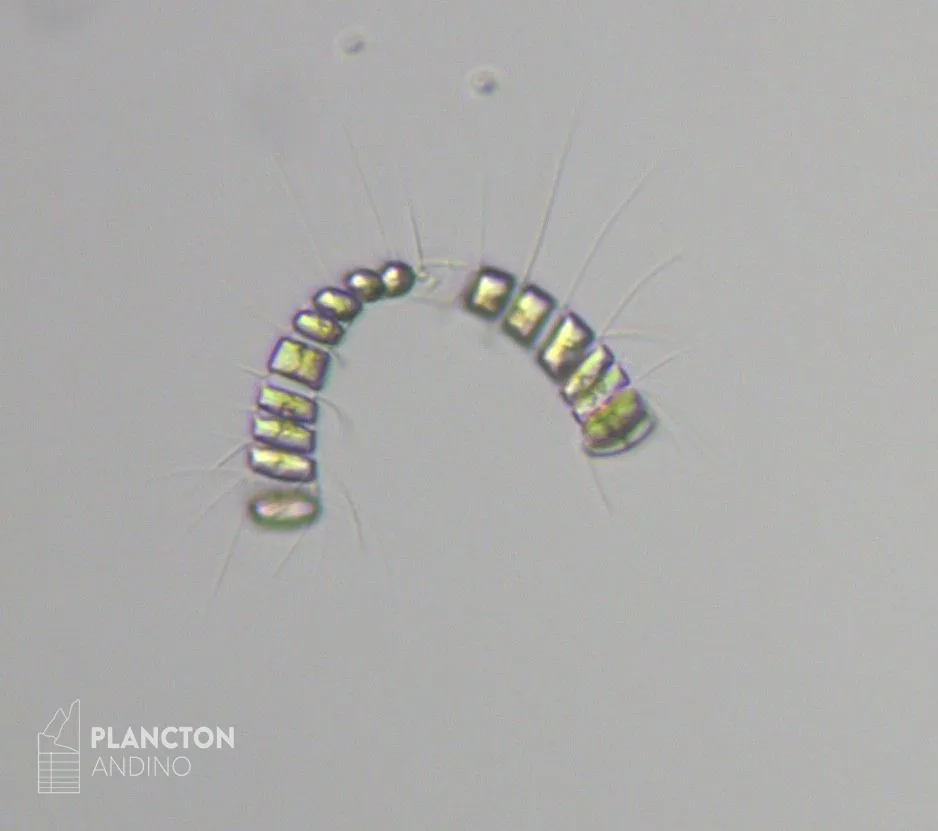 Chaetoceros curvisetus - Imagen 3