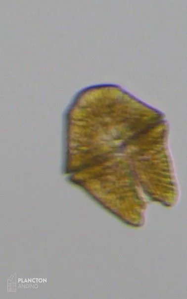 Akashiwo sanguinea - Imagen 2