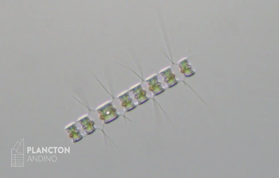 Chaetoceros didymus - Imagen 1