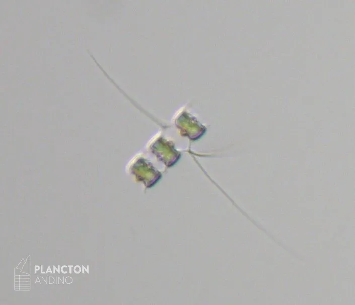 Chaetoceros didymus - Imagen 2